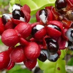 Rote Guarana-Früchte mit schwarzen Samen und weißer Arille. Die Guarana-Wirkung auf Haare ist bekannt für ihre stimulierenden Eigenschaften.