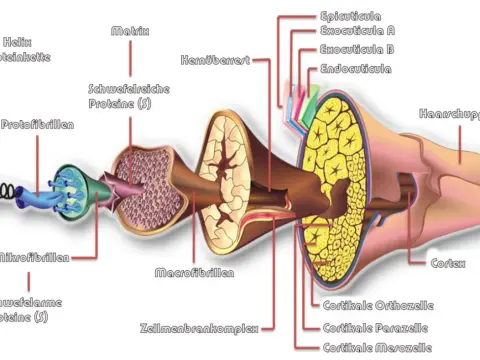 Haaraufbau verstehen - Keratin, Kutikula und Kortex erklärt
