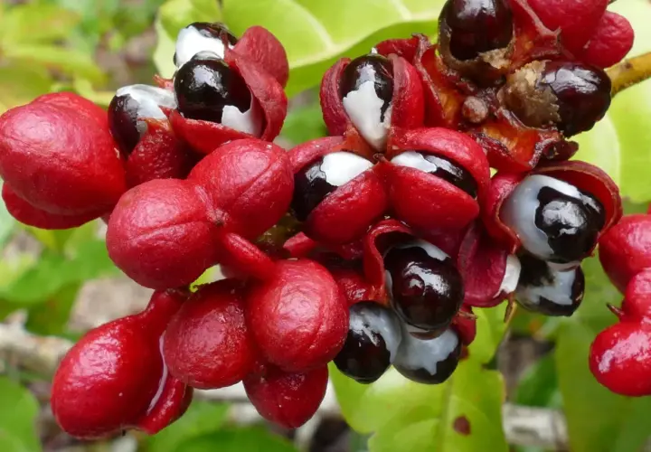 Rote Guarana-Früchte mit schwarzen Samen und weißer Arille. Die Guarana-Wirkung auf Haare ist bekannt für ihre stimulierenden Eigenschaften.