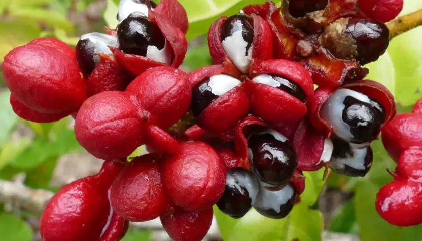 Rote Guarana-Früchte mit schwarzen Samen und weißer Arille. Die Guarana-Wirkung auf Haare ist bekannt für ihre stimulierenden Eigenschaften.