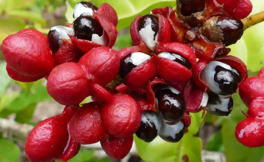 Guarana für Haare - Wirkung, Anwendung und Grenzen