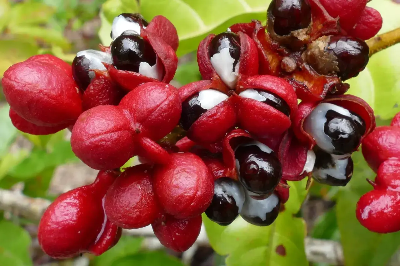 Rote Guarana-Früchte mit schwarzen Samen und weißer Arille. Die Guarana-Wirkung auf Haare ist bekannt für ihre stimulierenden Eigenschaften.