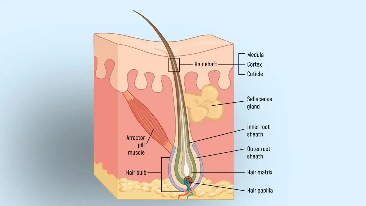 Schnitt durch die Haut zeigt Haare, deren Bestandteile wie Medulla, Cortex, Cuticula, Talgdrüse und Haarbulbe.